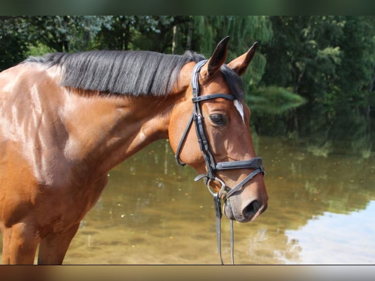 Cheval de sport allemand Jument 11 Ans 167 cm Bai in Claußnitz