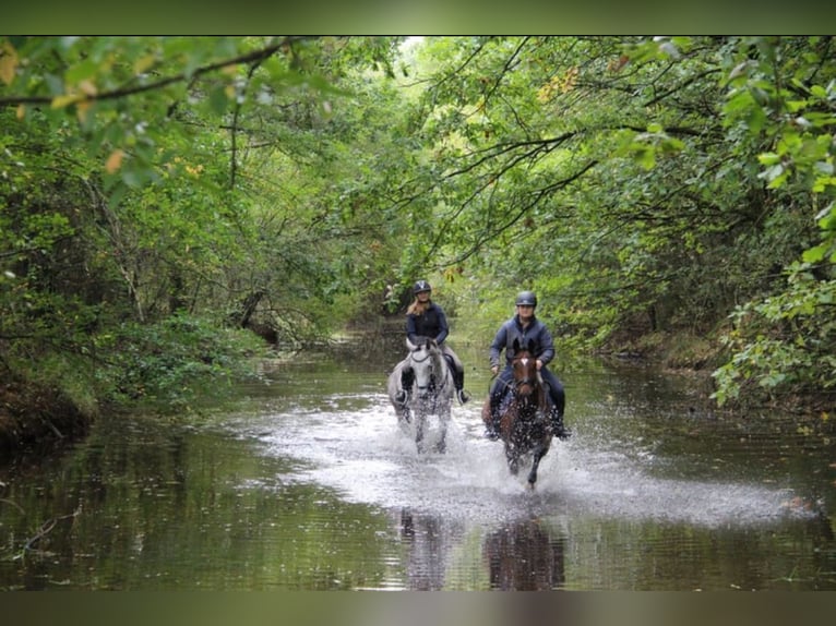 Cheval de sport allemand Jument 11 Ans 167 cm Bai in Claußnitz