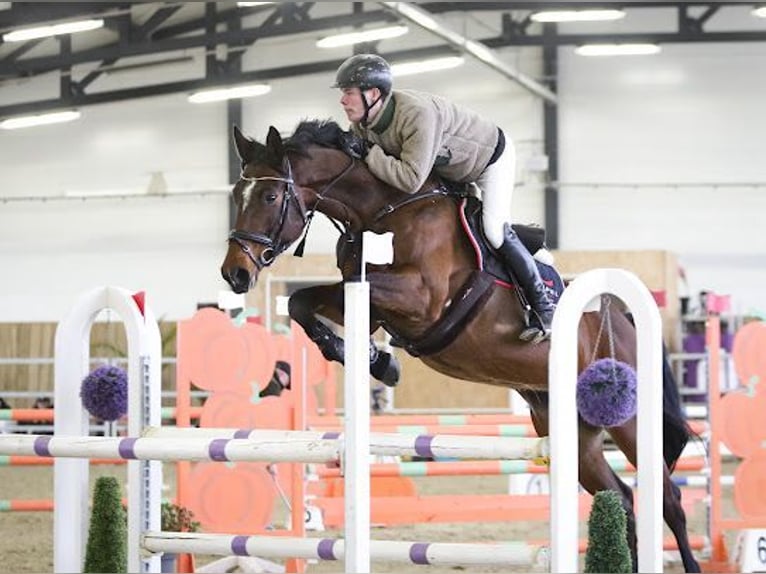 Cheval de sport allemand Jument 11 Ans 167 cm Bai in Leisnig