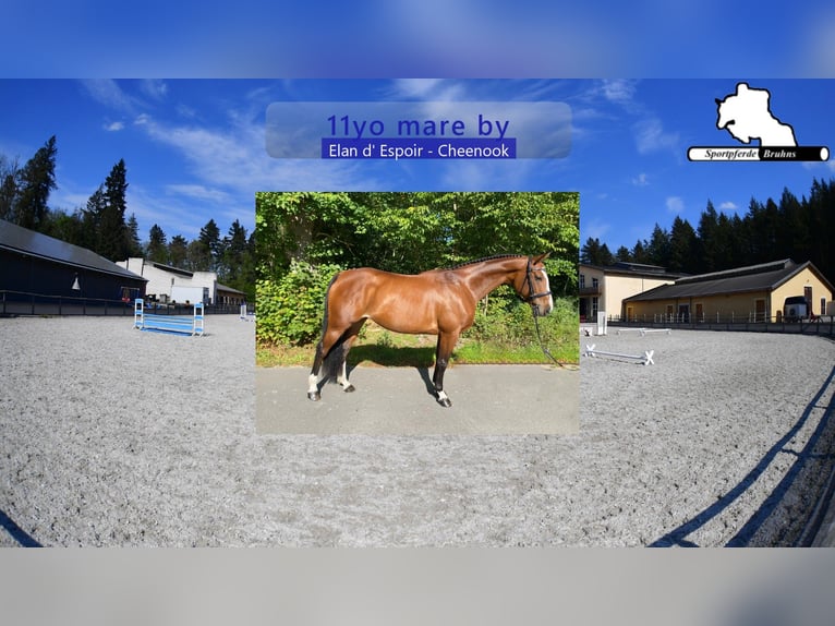 Cheval de sport allemand Jument 11 Ans 168 cm Bai in Gadow