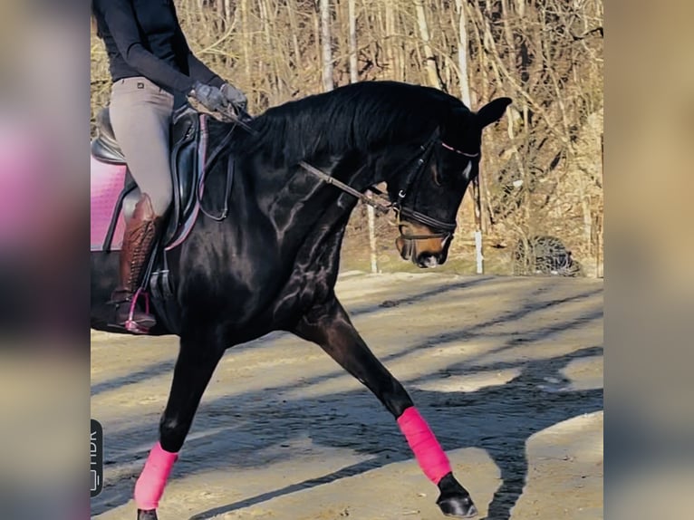 Cheval de sport allemand Jument 11 Ans 170 cm Bai brun foncé in Hetschburg