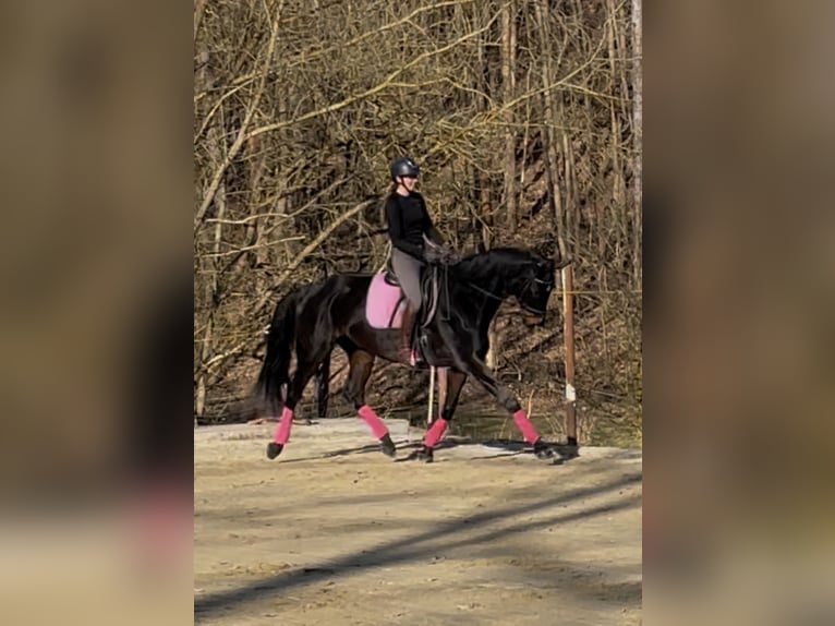 Cheval de sport allemand Jument 11 Ans 170 cm Bai brun foncé in Hetschburg