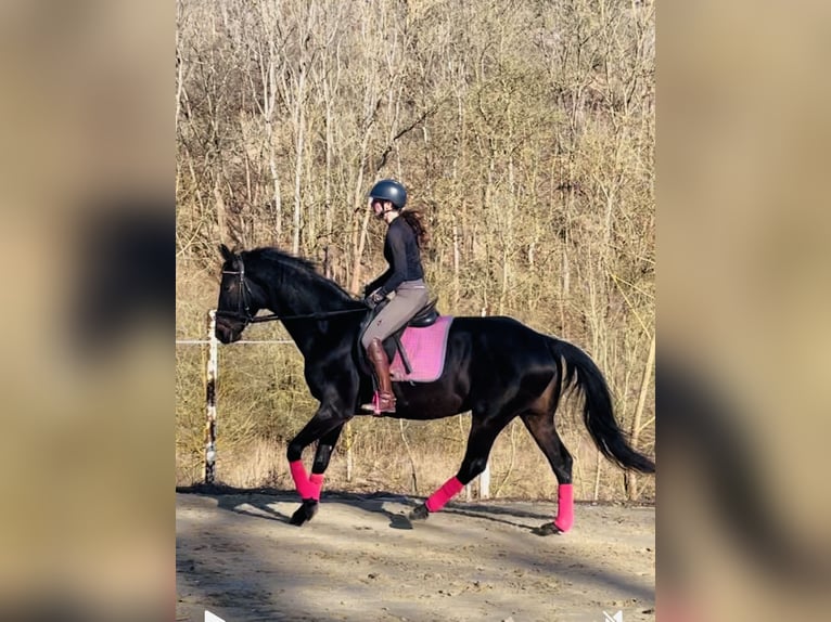 Cheval de sport allemand Jument 11 Ans 170 cm Bai brun foncé in Hetschburg