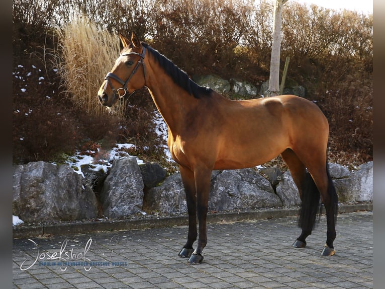 Cheval de sport allemand Jument 11 Ans 170 cm Bai in Oberstadion