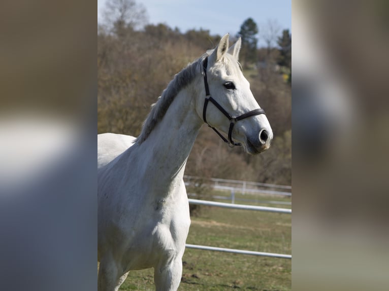 Cheval de sport allemand Jument 11 Ans 171 cm Gris in Nordhausen