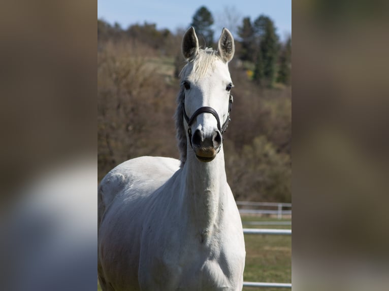 Cheval de sport allemand Jument 11 Ans 171 cm Gris in Nordhausen