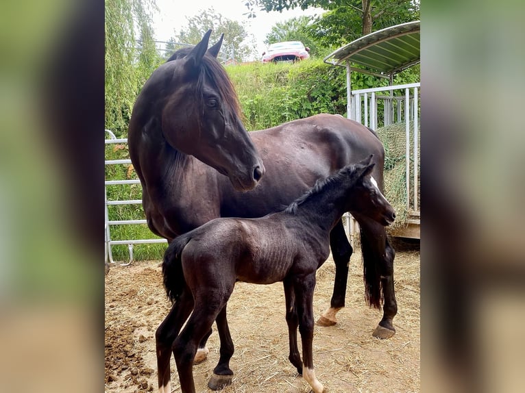 Cheval de sport allemand Jument 11 Ans 171 cm Noir in Nußloch