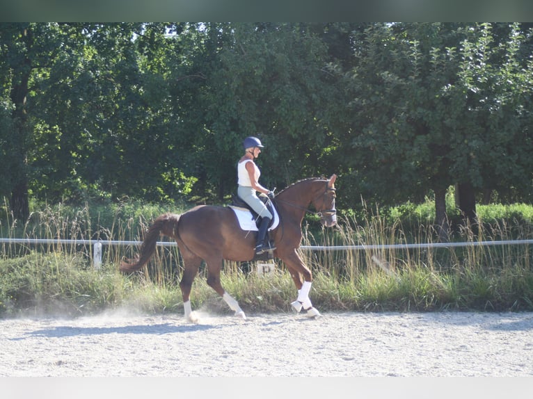 Cheval de sport allemand Jument 11 Ans 172 cm Alezan brûlé in Mainburg