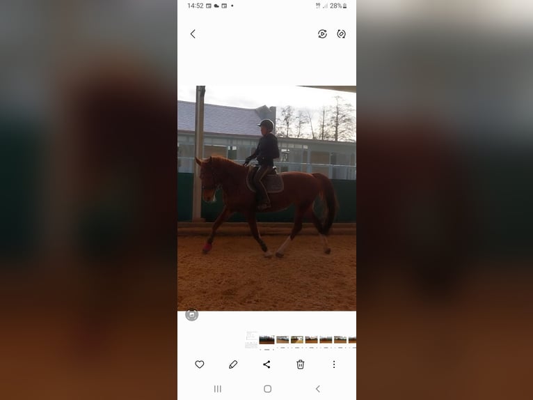 Cheval de sport allemand Jument 11 Ans 172 cm Alezan in Geisenfeld