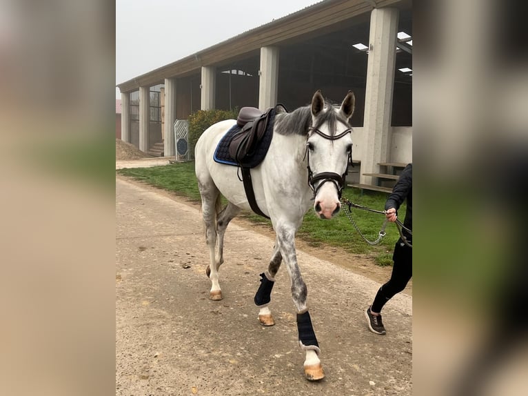 Cheval de sport allemand Jument 11 Ans 172 cm Gris in Wangen im Allgäu