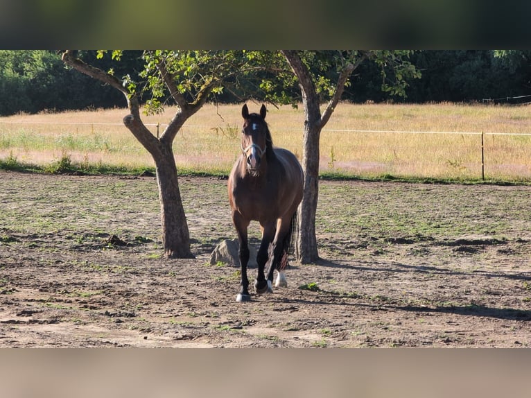 Cheval de sport allemand Jument 11 Ans 173 cm Bai in Melsdorf