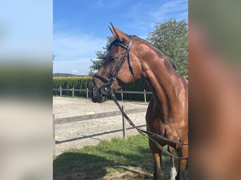 Cheval de sport allemand Jument 11 Ans 173 cm Bai in Petting