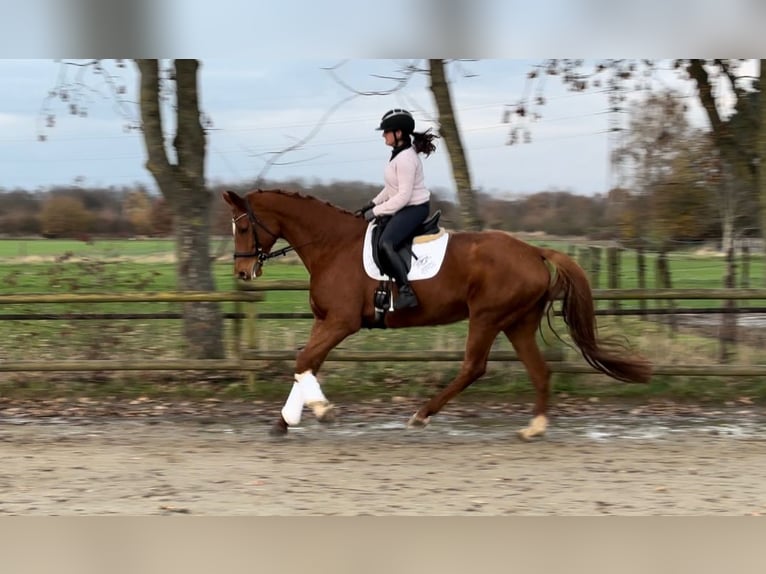 Cheval de sport allemand Jument 11 Ans 174 cm Alezan in Korschenbroich