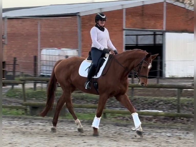 Cheval de sport allemand Jument 11 Ans 174 cm Alezan in Korschenbroich