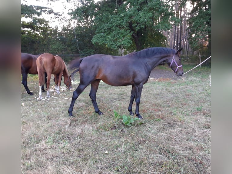 Cheval de sport allemand Jument 11 Ans 174 cm Bai brun in Heilbronn