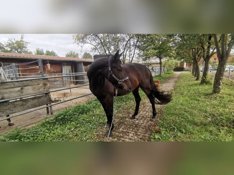 Cheval de sport allemand Jument 11 Ans 174 cm Bai brun in Heilbronn