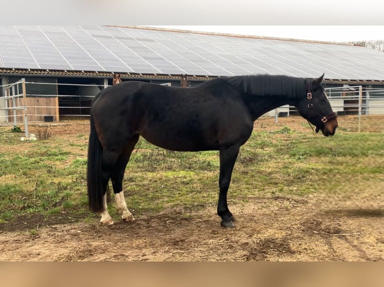 Cheval de sport allemand Jument 11 Ans 174 cm Bai brun in Rochau