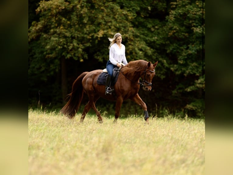 Cheval de sport allemand Jument 11 Ans 175 cm Alezan brûlé in Frankenberg/Sachsen