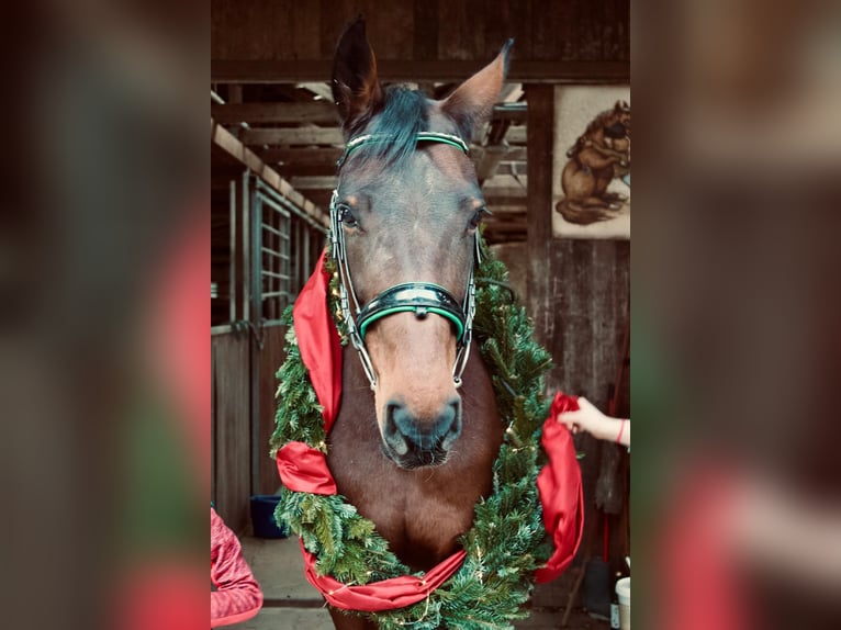 Cheval de sport allemand Jument 11 Ans 175 cm Bai in Pritzwalk