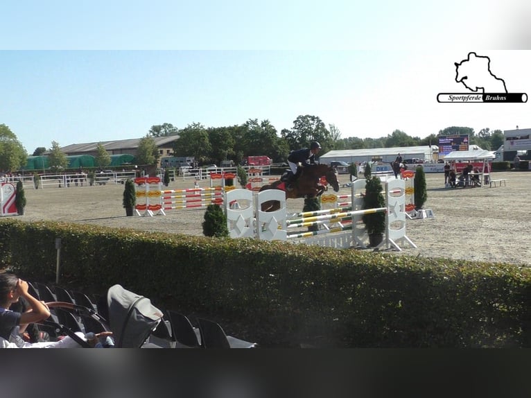 Cheval de sport allemand Jument 12 Ans 155 cm Alezan in Seetz