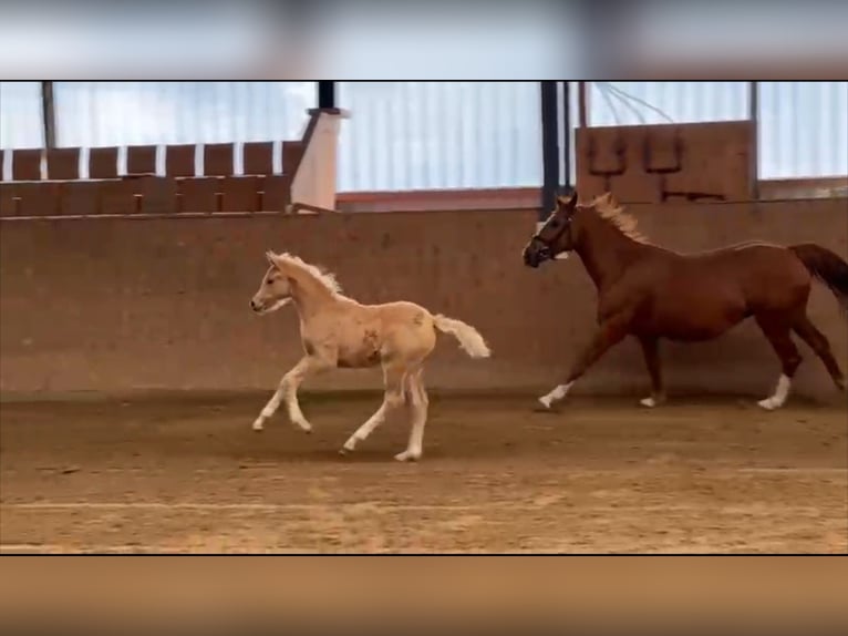 Cheval de sport allemand Jument 12 Ans 155 cm Alezan in Seetz