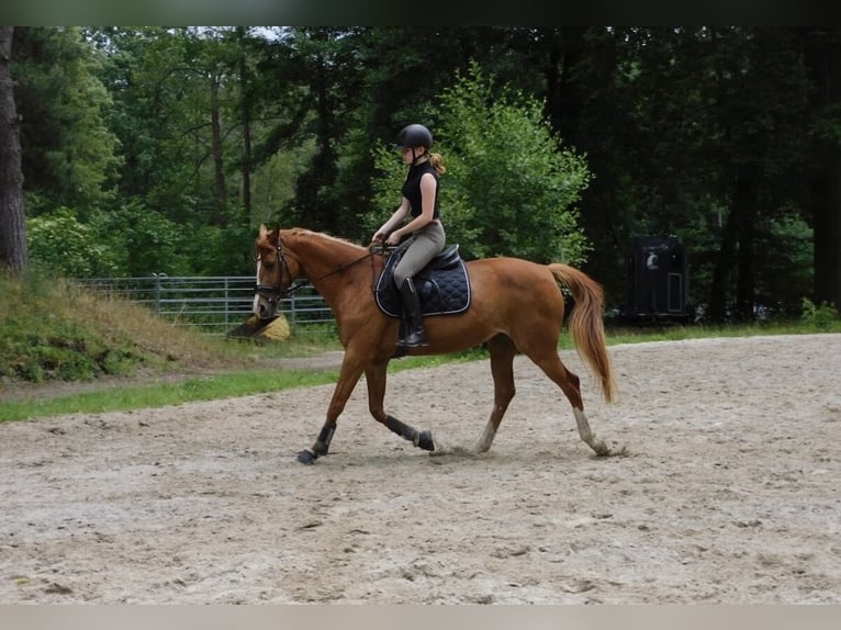 Cheval de sport allemand Jument 12 Ans 160 cm Alezan in Köthen