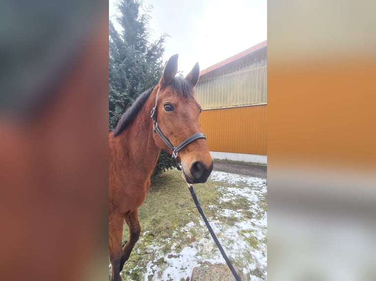 Cheval de sport allemand Jument 12 Ans 160 cm Bai in Naumburg