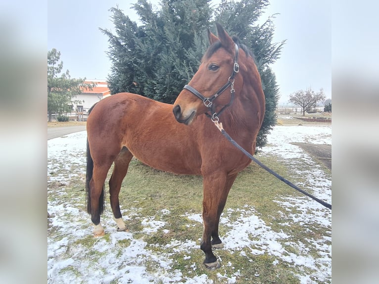 Cheval de sport allemand Jument 12 Ans 160 cm Bai in Naumburg