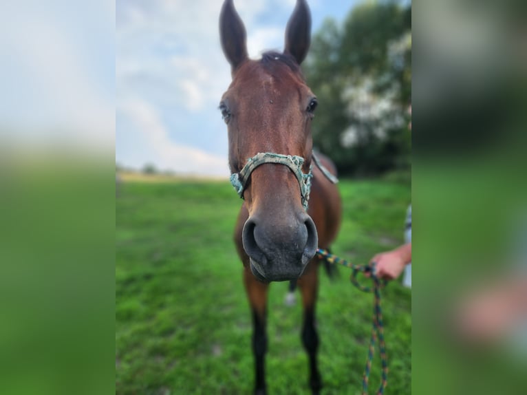 Cheval de sport allemand Jument 12 Ans 160 cm Bai in Marienberg