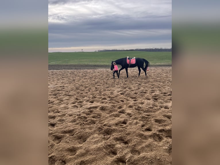 Cheval de sport allemand Jument 12 Ans 160 cm Noir in Schwerin