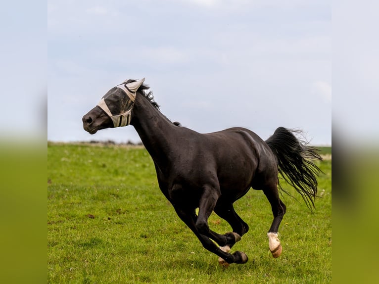 Cheval de sport allemand Jument 12 Ans 160 cm Noir in Schwerin