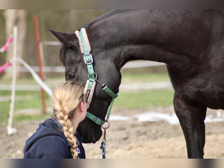 Cheval de sport allemand Jument 12 Ans 160 cm Noir in Schwerin