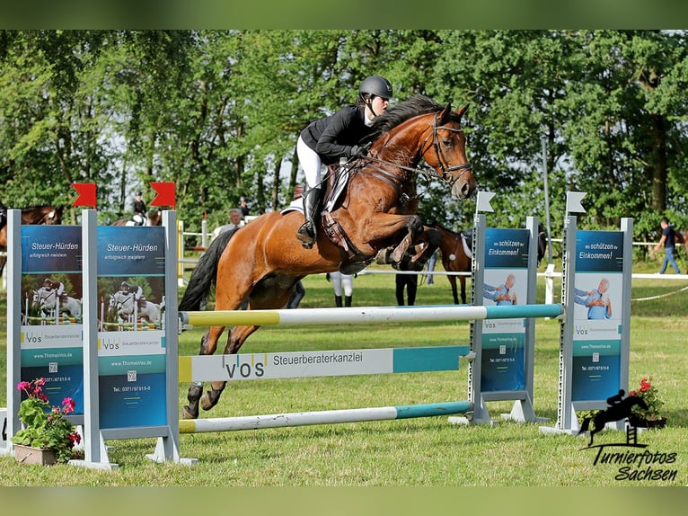 Cheval de sport allemand Jument 12 Ans 163 cm Bai in Berlin