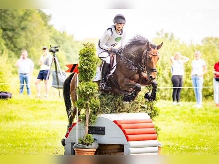Cheval de sport allemand Jument 12 Ans 165 cm Bai in München