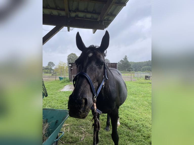Cheval de sport allemand Jument 12 Ans 165 cm Bai in Schmachtenhagen