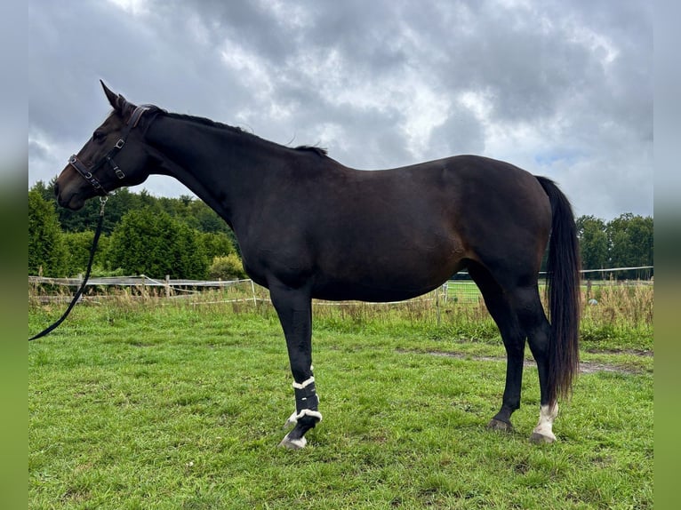Cheval de sport allemand Jument 12 Ans 165 cm Bai in Schmachtenhagen