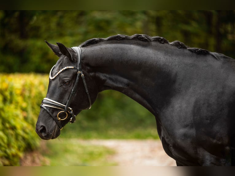 Cheval de sport allemand Jument 12 Ans 165 cm Noir in Wehringen