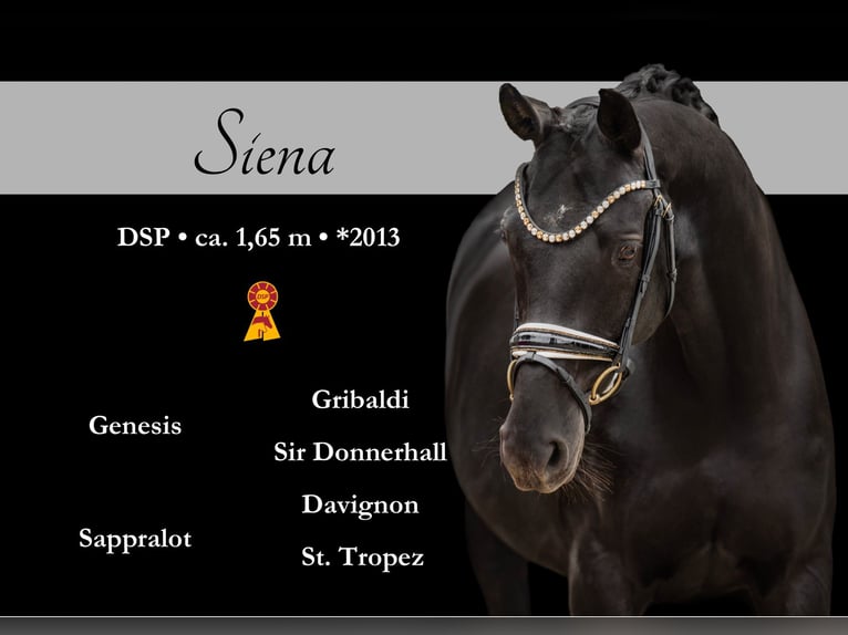 Cheval de sport allemand Jument 12 Ans 165 cm Noir in Wehringen