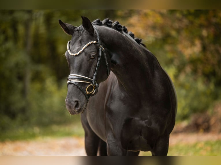 Cheval de sport allemand Jument 12 Ans 165 cm Noir in Wehringen