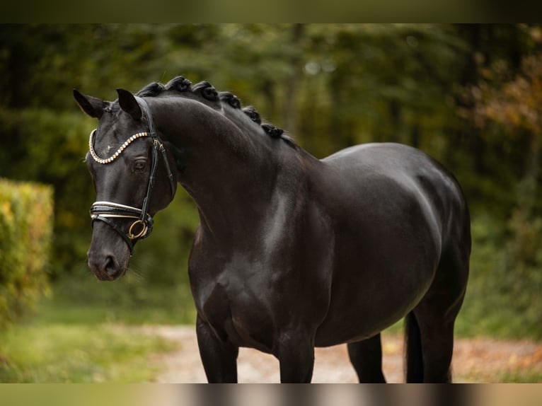 Cheval de sport allemand Jument 12 Ans 165 cm Noir in Wehringen