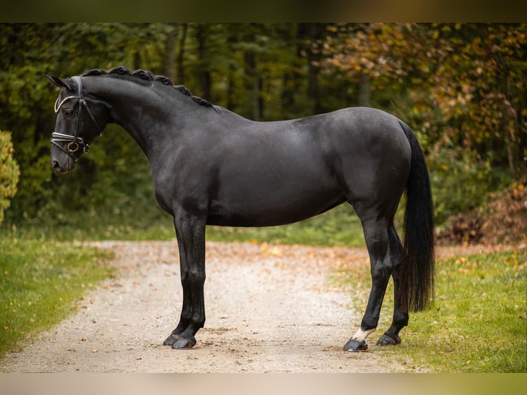 Cheval de sport allemand Jument 12 Ans 165 cm Noir in Wehringen