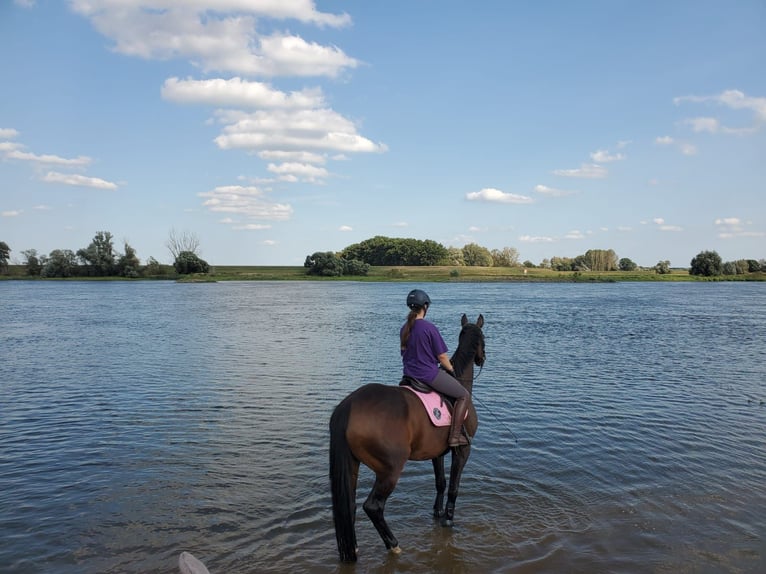 Cheval de sport allemand Jument 12 Ans 166 cm Bai brun in Breddin