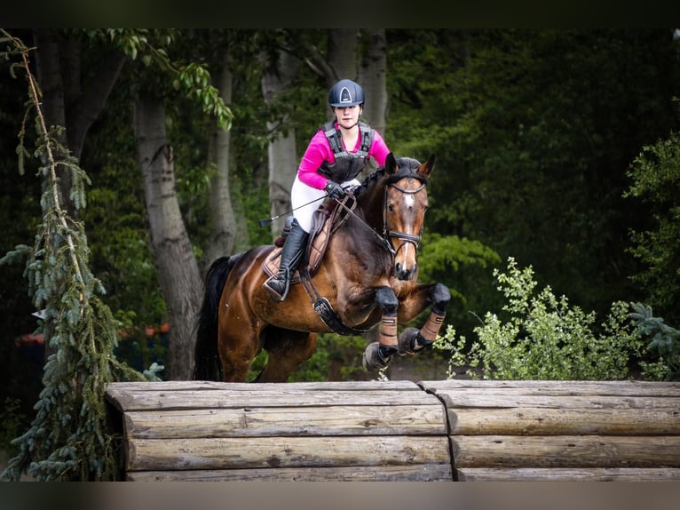 Cheval de sport allemand Jument 12 Ans 166 cm Bai in Breddin