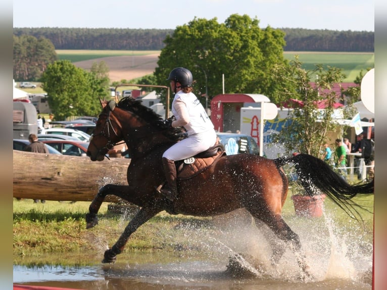 Cheval de sport allemand Jument 12 Ans 166 cm Bai in Breddin