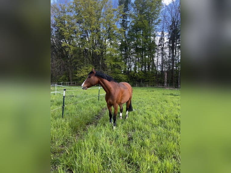 Cheval de sport allemand Jument 12 Ans 166 cm Bai clair in Bielefeld