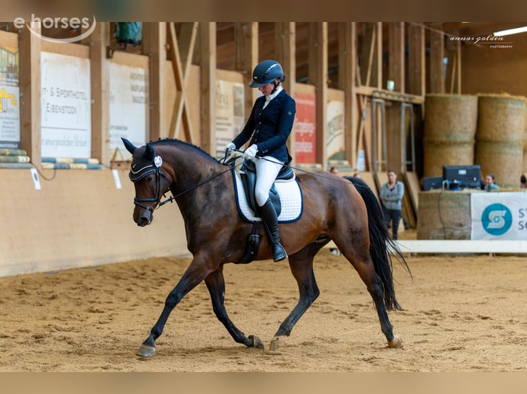 Cheval de sport allemand Jument 12 Ans 167 cm Bai in Grünbach