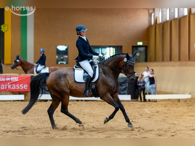 Cheval de sport allemand Jument 12 Ans 167 cm Bai in Grünbach