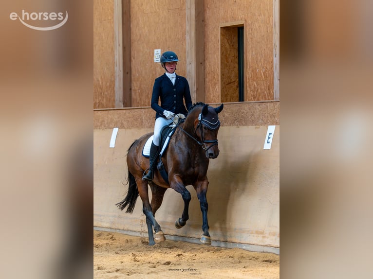 Cheval de sport allemand Jument 12 Ans 167 cm Bai in Grünbach
