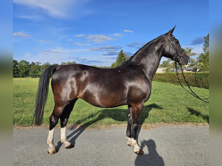 Cheval de sport allemand Jument 12 Ans 167 cm Noir in Zeulenroda-Triebes