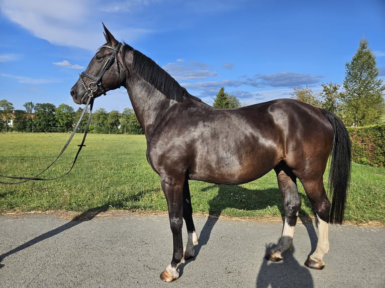 Cheval de sport allemand Jument 12 Ans 167 cm Noir in Zeulenroda-Triebes